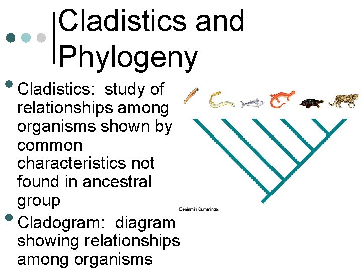 Cladistics and Phylogeny • Cladistics: • study of relationships among organisms shown by common