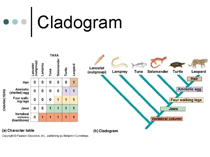 Cladogram 