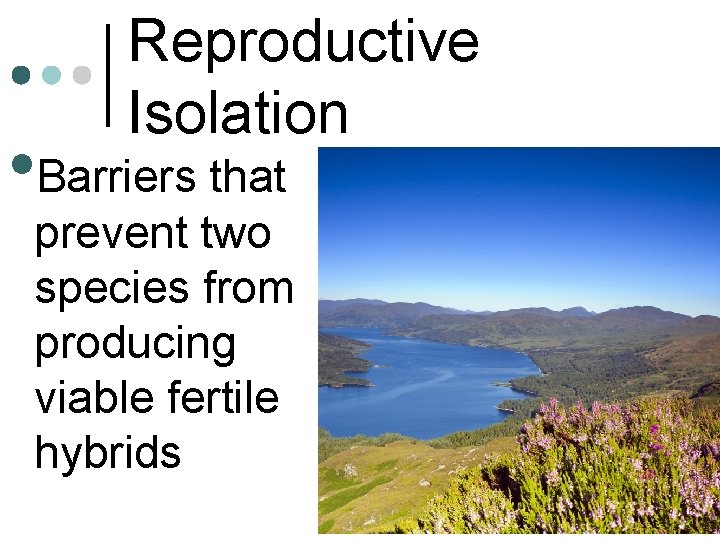 Reproductive Isolation • Barriers that prevent two species from producing viable fertile hybrids 