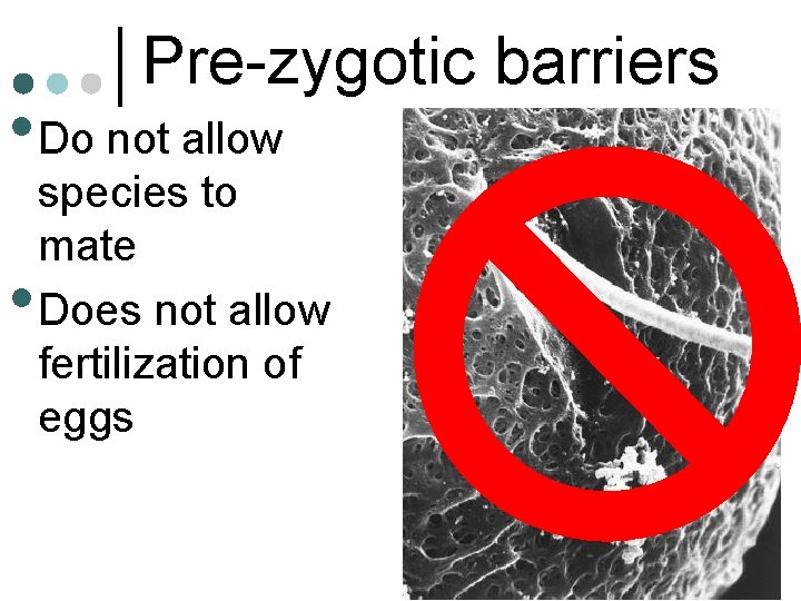 Pre-zygotic barriers • Do not allow • species to mate Does not allow fertilization
