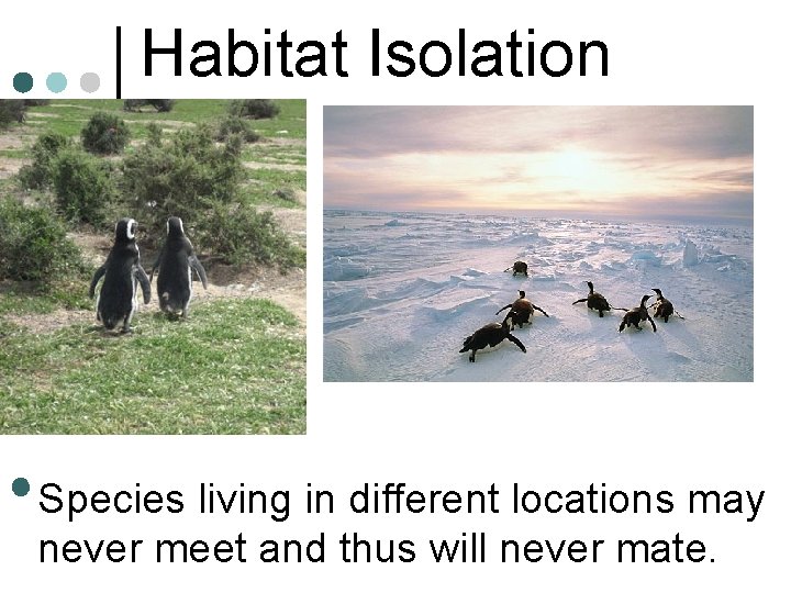 Habitat Isolation • Species living in different locations may never meet and thus will