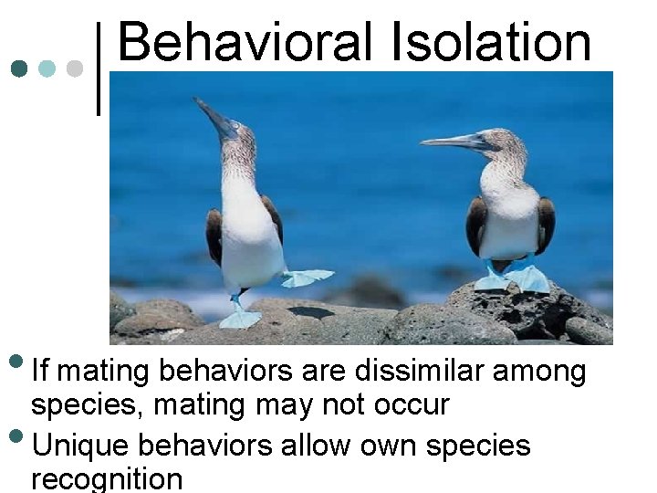Behavioral Isolation • If mating behaviors are dissimilar among species, mating may not occur