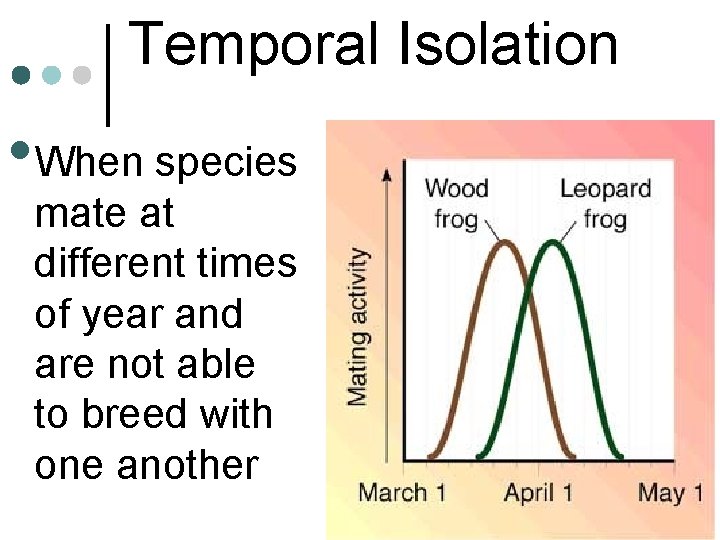 Temporal Isolation • When species mate at different times of year and are not