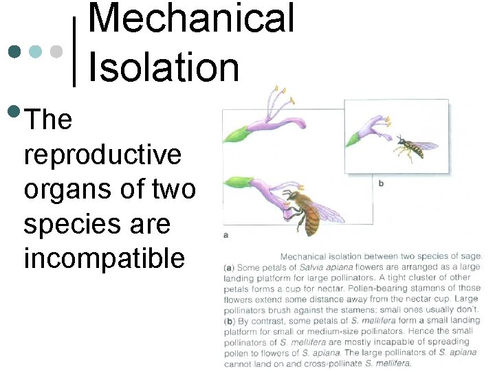  • The Mechanical Isolation reproductive organs of two species are incompatible 