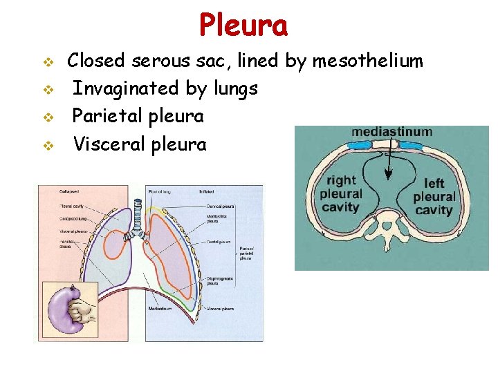 Pleura v v Closed serous sac, lined by mesothelium Invaginated by lungs Parietal pleura