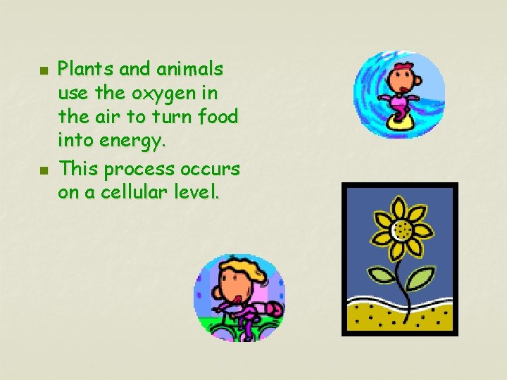 n n Plants and animals use the oxygen in the air to turn food