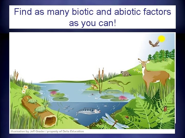 Find as many biotic and abiotic factors as you can! 