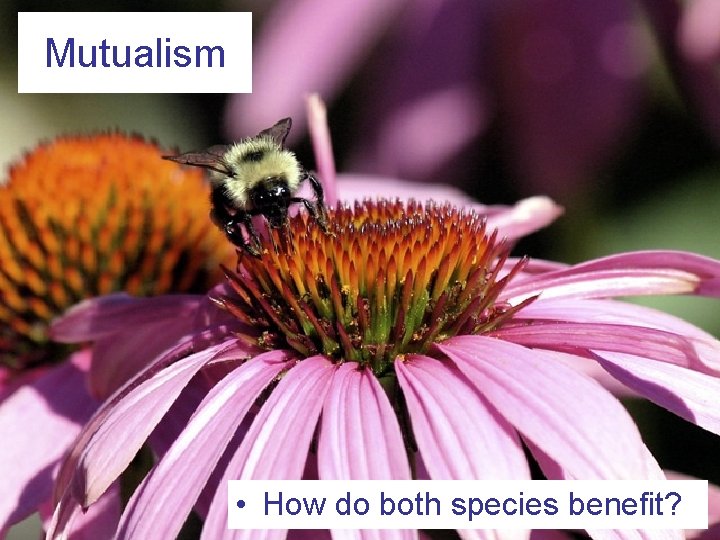 Mutualism • How do both species benefit? 