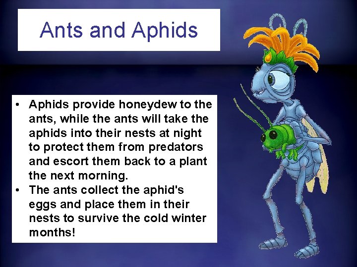Ants and Aphids • Aphids provide honeydew to the ants, while the ants will