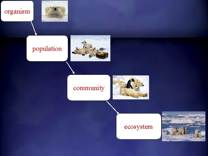 organism population community ecosystem 