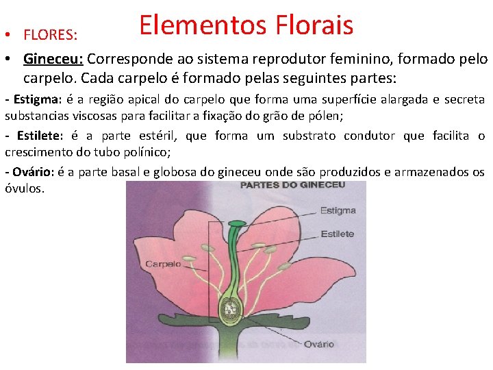 Elementos Florais • FLORES: • Gineceu: Corresponde ao sistema reprodutor feminino, formado pelo carpelo.