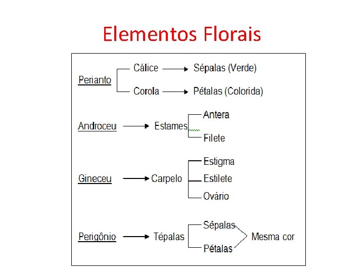 Elementos Florais 