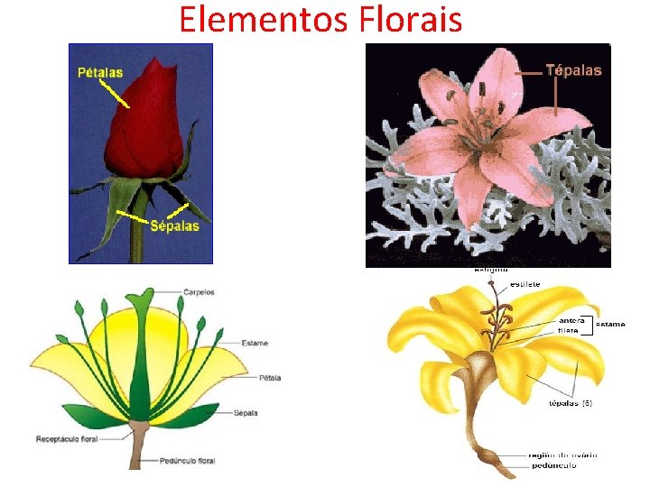 Elementos Florais 