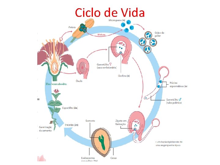 Ciclo de Vida 