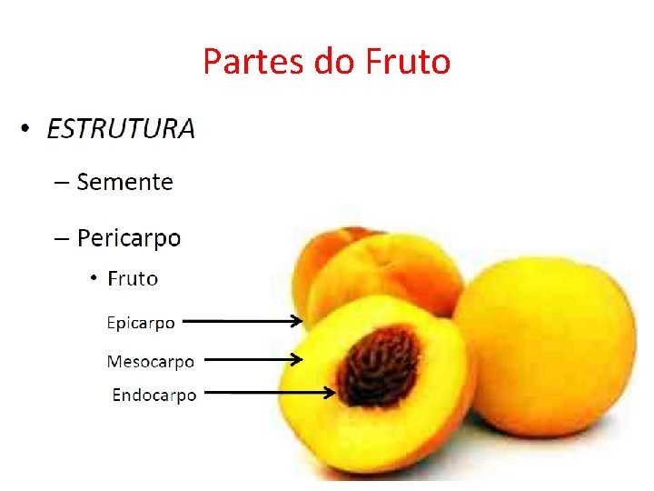 Partes do Fruto 