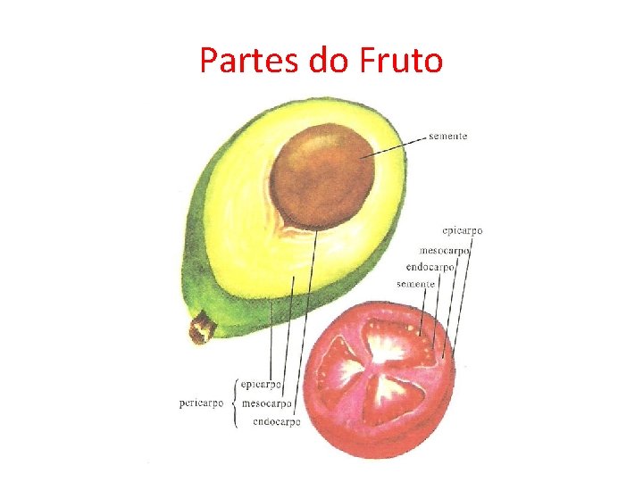 Partes do Fruto 