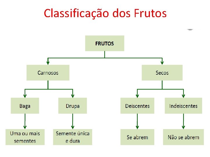 Classificação dos Frutos 