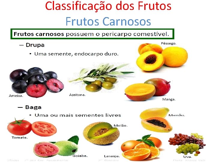 Classificação dos Frutos Carnosos 