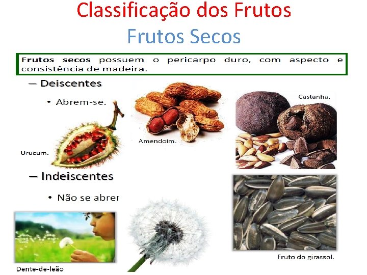 Classificação dos Frutos Secos 