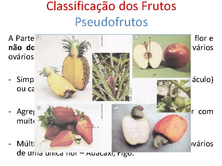 Classificação dos Frutos Pseudofrutos A Parte comestível é proveniente de outra parte da flor