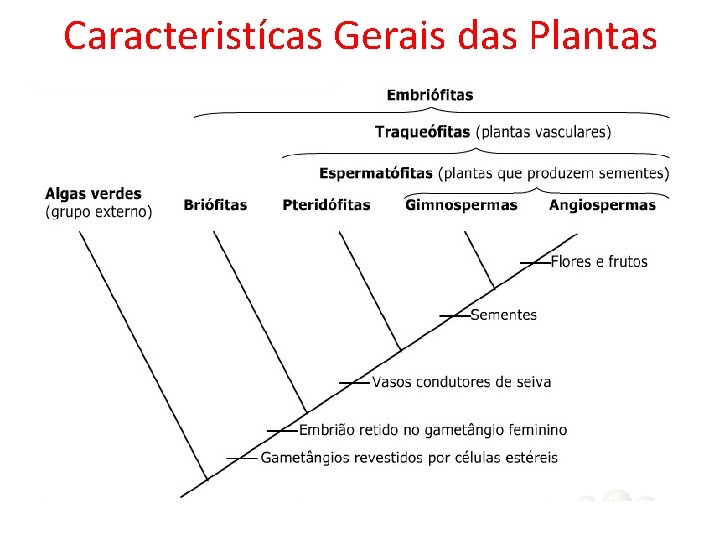 Caracteristícas Gerais das Plantas 