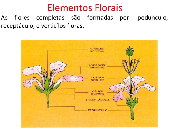 Elementos Florais As flores completas são formadas receptáculo, e verticilos floras. por: pedúnculo, 