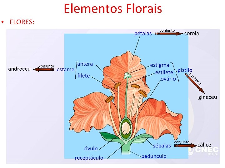 Elementos Florais • FLORES: 