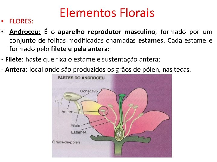 Elementos Florais • FLORES: • Androceu: É o aparelho reprodutor masculino, formado por um