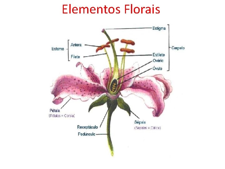 Elementos Florais 