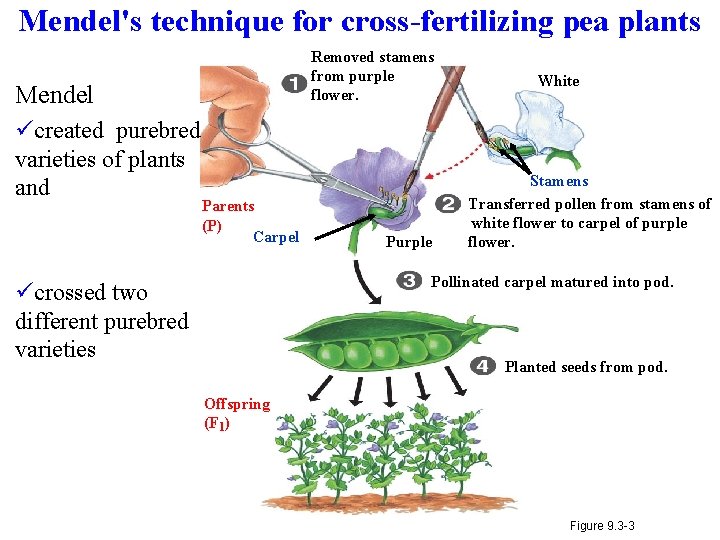 Mendel's technique for cross-fertilizing pea plants Removed stamens from purple flower. Mendel ücreated purebred
