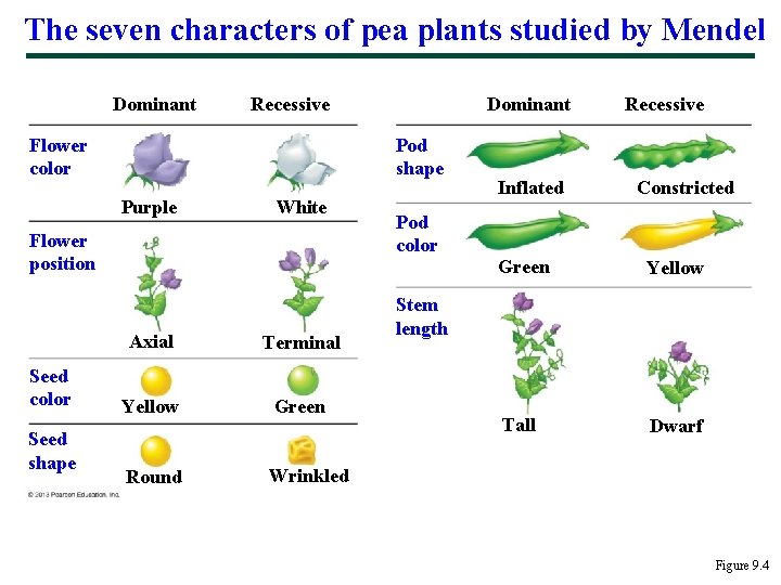 The seven characters of pea plants studied by Mendel Dominant Pod shape Flower color
