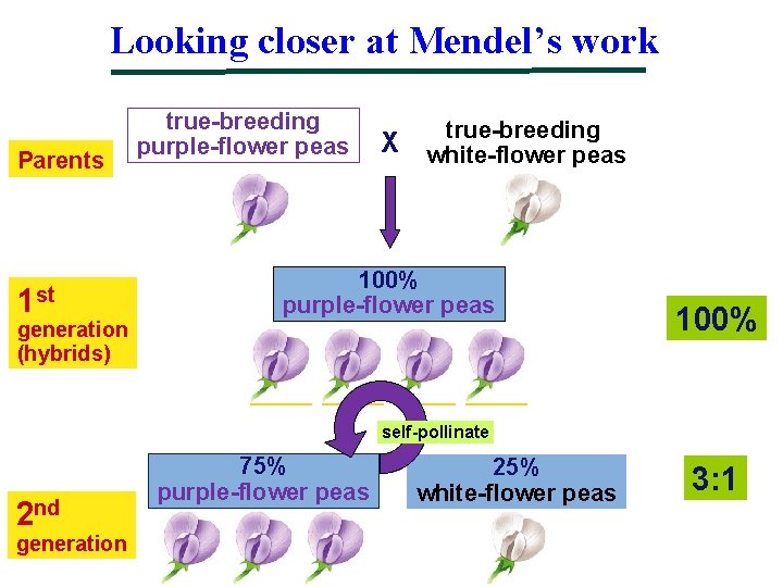Looking closer at Mendel’s work Parents 1 st generation (hybrids) true-breeding purple-flower peas X