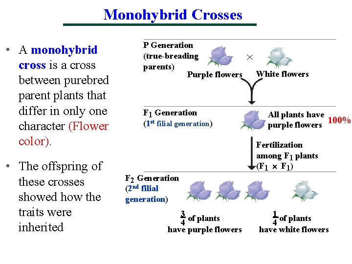 Monohybrid Crosses • A monohybrid cross is a cross between purebred parent plants that
