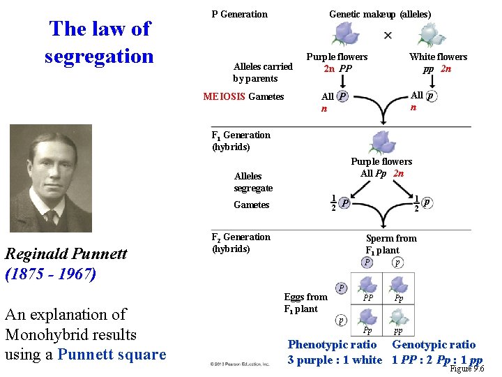 The law of segregation P Generation Genetic makeup (alleles) Alleles carried by parents MEIOSIS