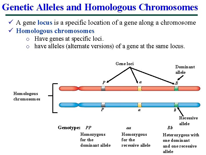 Genetic Alleles and Homologous Chromosomes ü A gene locus is a specific location of