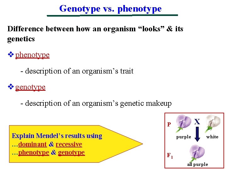 Genotype vs. phenotype Difference between how an organism “looks” & its genetics v phenotype