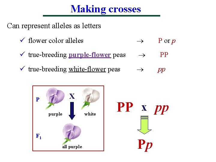 Making crosses Can represent alleles as letters ü flower color alleles P or p