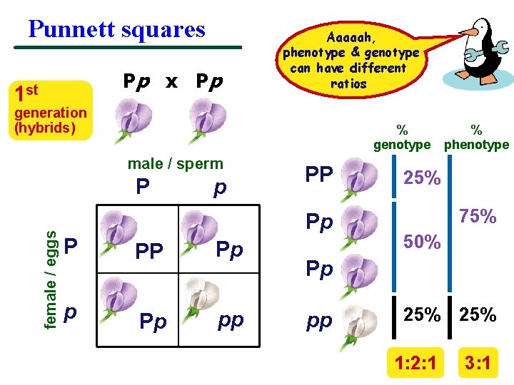 Punnett squares Pp x P p 1 st Aaaaah, phenotype & genotype can have