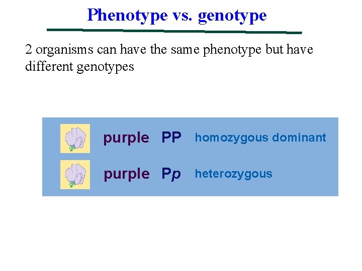 Phenotype vs. genotype 2 organisms can have the same phenotype but have different genotypes
