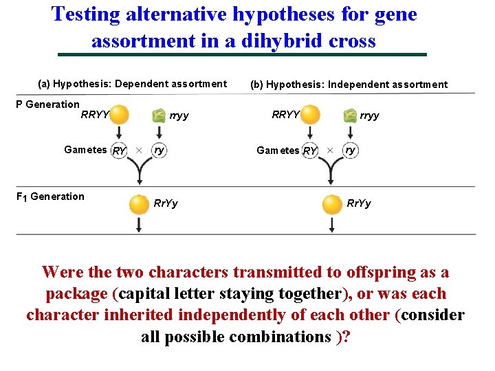 Testing alternative hypotheses for gene assortment in a dihybrid cross (a) Hypothesis: Dependent assortment