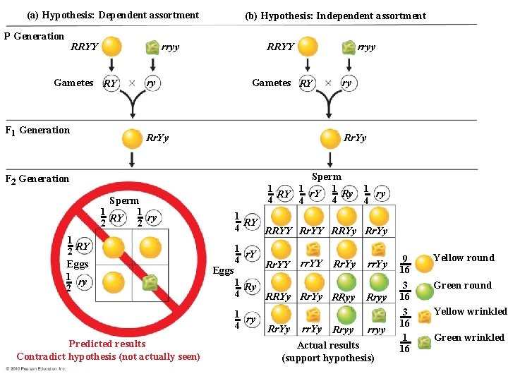 (a) Hypothesis: Dependent assortment P Generation RRYY (b) Hypothesis: Independent assortment RRYY rryy Gametes