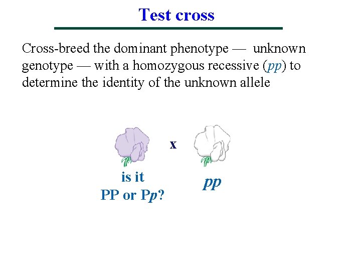 Test cross Cross-breed the dominant phenotype — unknown genotype — with a homozygous recessive