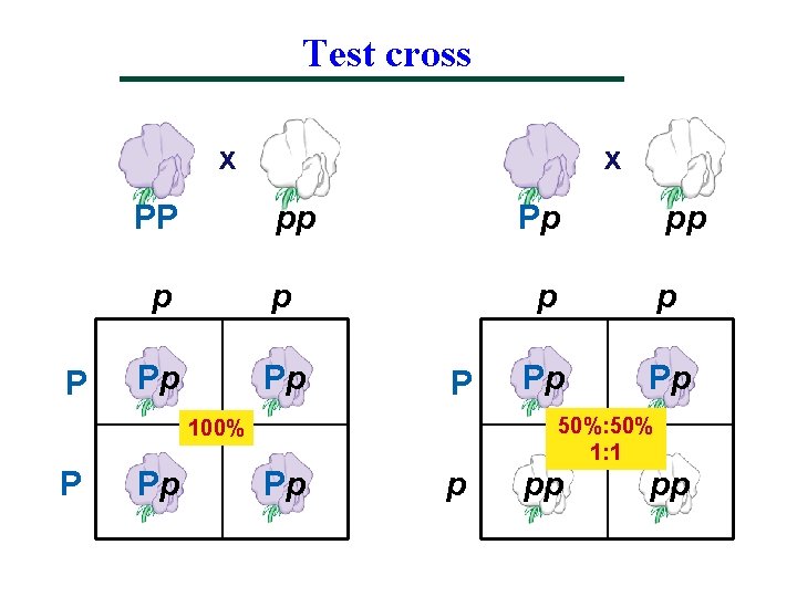 Test cross x PP P x pp p p Pp P 100% P Pp