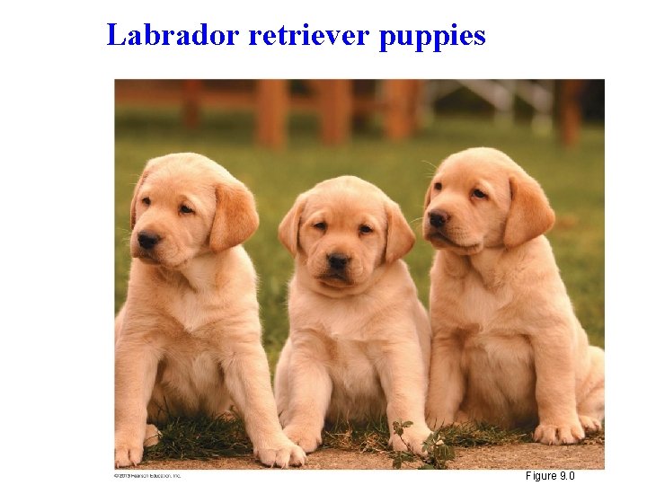 Labrador retriever puppies Figure 9. 0 