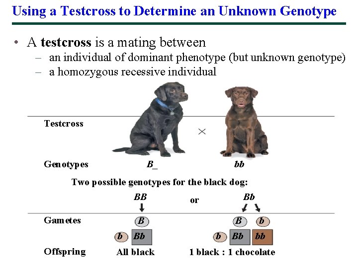 Using a Testcross to Determine an Unknown Genotype • A testcross is a mating