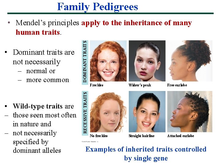 Family Pedigrees – normal or – more common Freckles RECESSIVE TRAITS • Dominant traits