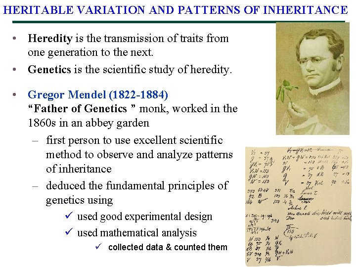 HERITABLE VARIATION AND PATTERNS OF INHERITANCE • Heredity is the transmission of traits from