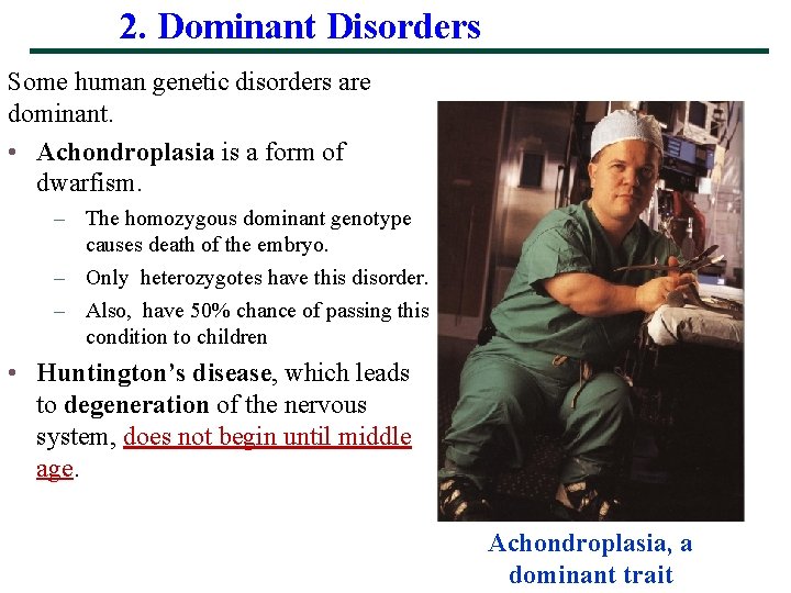 2. Dominant Disorders Some human genetic disorders are dominant. • Achondroplasia is a form
