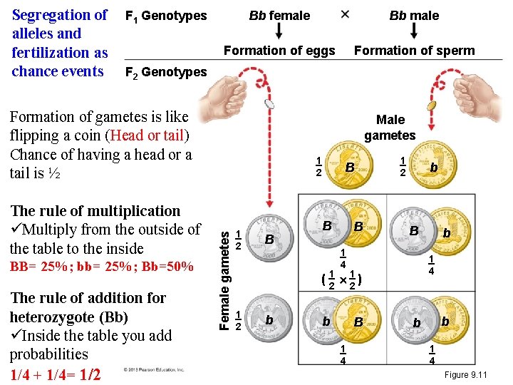 Segregation of F 1 Genotypes alleles and fertilization as chance events F 2 Genotypes