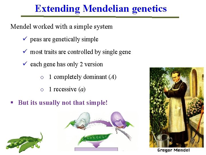 Extending Mendelian genetics Mendel worked with a simple system ü peas are genetically simple